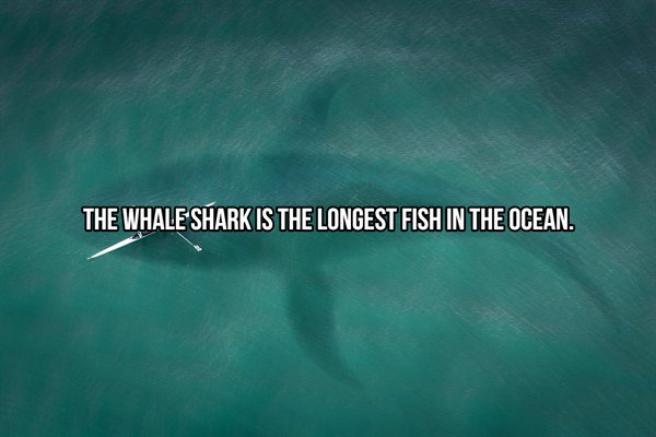 water - The Whale Shark Is The Longest Fish In The Ocean.