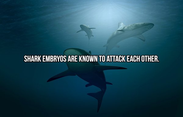 water - Shark Embryos Are Known To Attack Each Other.