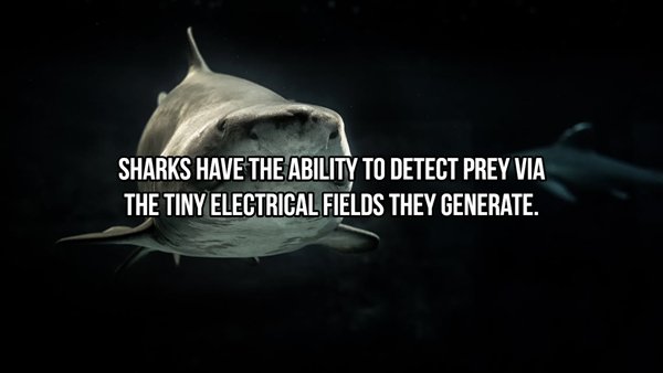 Sharks - Sharks Have The Ability To Detect Prey Via The Tiny Electrical Fields They Generate.