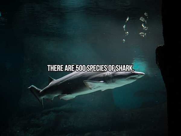 shark underwater 2747248 - There Are 500 Species Of Shark.