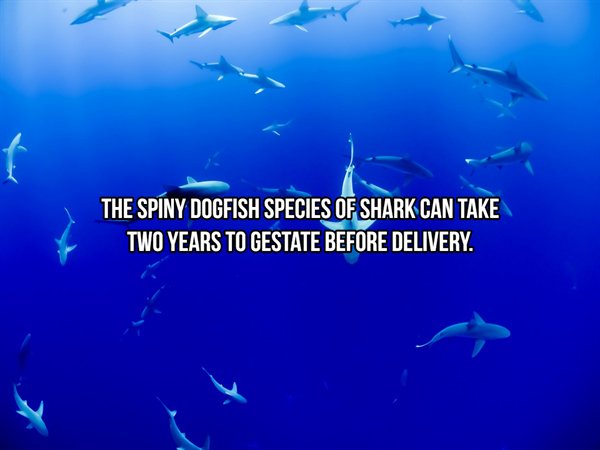 school of sharks - The Spiny Dogfish Species Of Shark Can Take Two Years To Gestate Before Delivery.