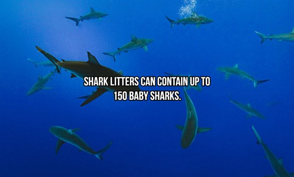 marine biology - Shark Litters Can Contain Up To 150 Baby Sharks.