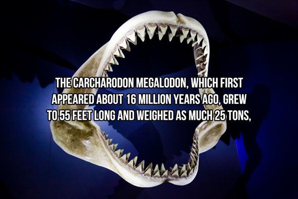 Sharks - The Carcharodon Megalodon, Which First Appeared About 16 Million Years Ago, Grew To 55 Feet Long And Weighed As Much 25 Tons,