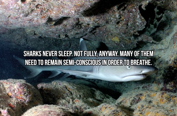 Whitetip reef shark - Sharks Never Sleep. Not Fully, Anyway. Many Of Them Need To Remain SemiConscious In Order To Breathe.