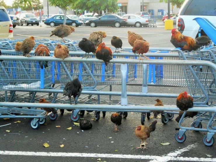 kauai chickens -