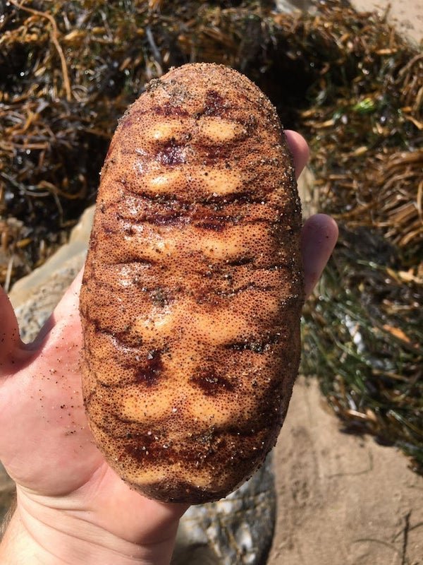 What is this? Looks like a loaf of bread on one side and was squishy to the touch. I think it’s some kind of sea slug but I’m not sure

<br/><br/><b>A:</b> Gumboot chiton