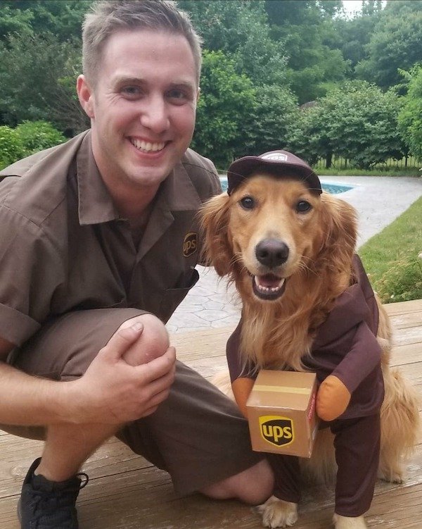 funny memes - dog dressed as ups delivery driver