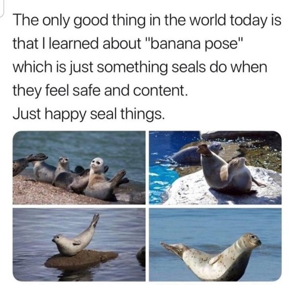funny memes - seal banana pose meme - The only good thing in the world today is that I learned about banana pose which is just something seals do when they feel safe and content. just happy seal things