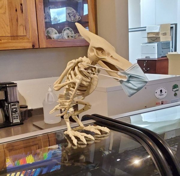 funny memes - bird skeleton toy
