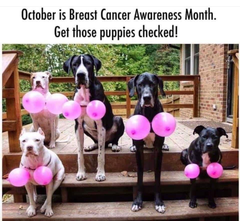 funny memes - October is Breast Cancer Awareness Month. Get those puppies checked!