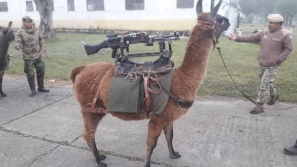 funny memes - Llama with a gun mounted on its back
