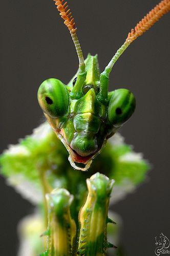 scary praying mantis - G2