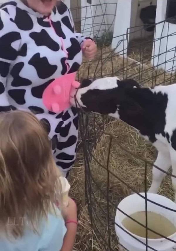 funny memes - baby cow sucking on udder on woman's costume