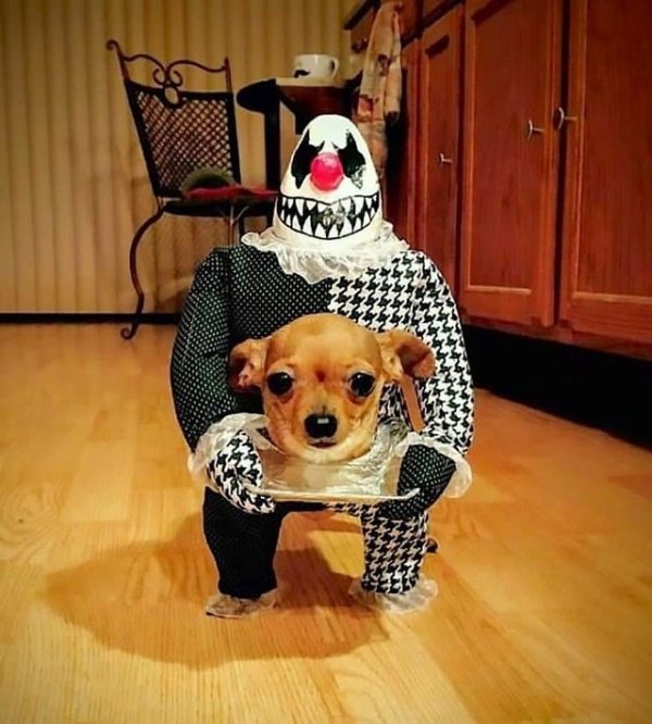 best dog halloween costumes 2018 -