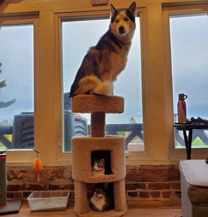 dog sits on top of cat house