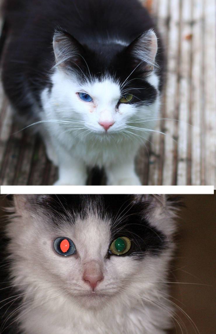 cool objects - cat with two different colored eyes