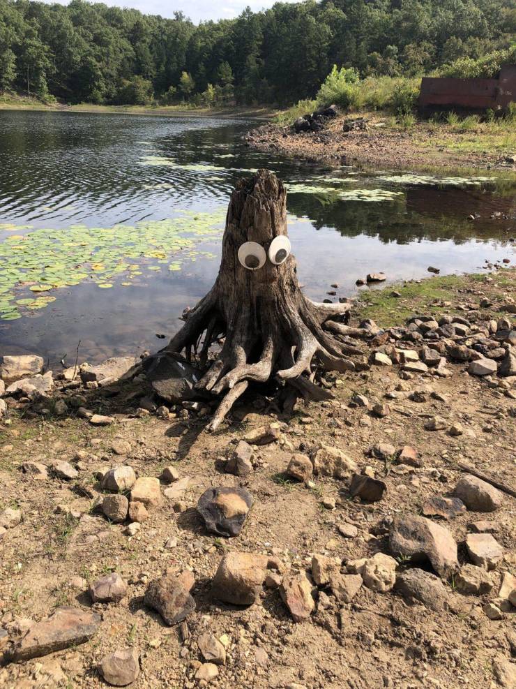 cool objects - googly eyes on a tree stump