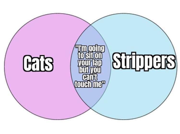 circle - Cats Im going to sit on your lap but you can't touch me Strippers