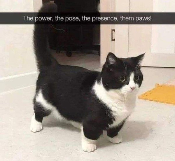 power the pose the presence - The power, the pose, the presence, them paws! C