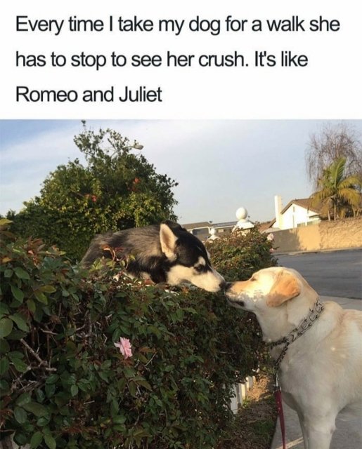 romeo and juliet dog - Every time I take my dog for a walk she has to stop to see her crush. It's Romeo and Juliet