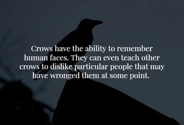 fauna - Crows have the ability to remember human faces. They can even teach other crows to dis particular people that may have wronged them at some point.