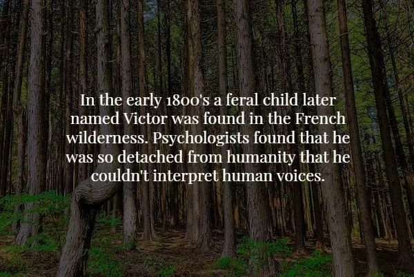 nature - In the early 1800's a feral child later named Victor was found in the French wilderness. Psychologists found that he was so detached from humanity that he couldn't interpret human voices.