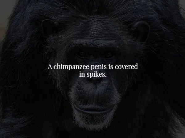 head - A chimpanzee penis is covered in spikes.