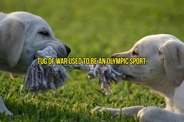 tug of war game with dog - Tug Of War Used To Be An Olympic Sport.