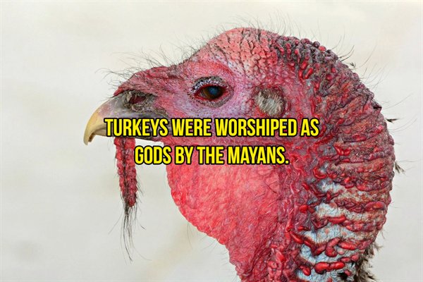 turkey bird - Turkeys Were Worshiped As Gods By The Mayans.