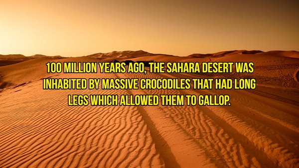 arid brown desert - 100 Million Years Ago, The Sahara Desert Was Inhabited By Massive Crocodiles That Had Long Legs Which Allowed Them To Gallop.