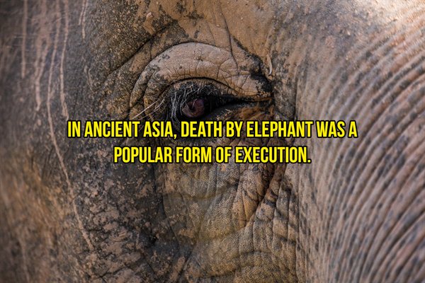 asian elephant close up - In Ancient Asia, Death By Elephant Was A Popular Form Of Execution.