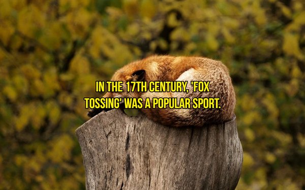 fox sleeping - In The 17TH Century, Fox Tossing' Was A Popular Sport.