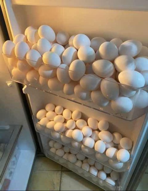 egg fridge