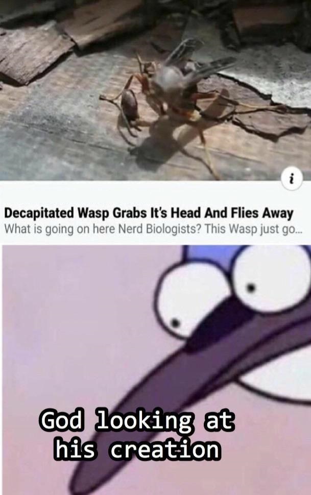 decapitated wasp meme - Decapitated Wasp Grabs It's Head And Flies Away What is going on here Nerd Biologists? This Wasp just go... God looking at his creation