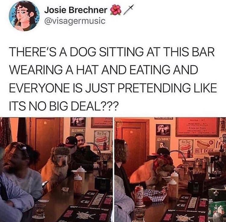 Dog - Josie Brechner There'S A Dog Sitting At This Bar Wearing A Hat And Eating And Everyone Is Just Pretending Its No Big Deal??? 1 Llc Alcool Where Lot 10