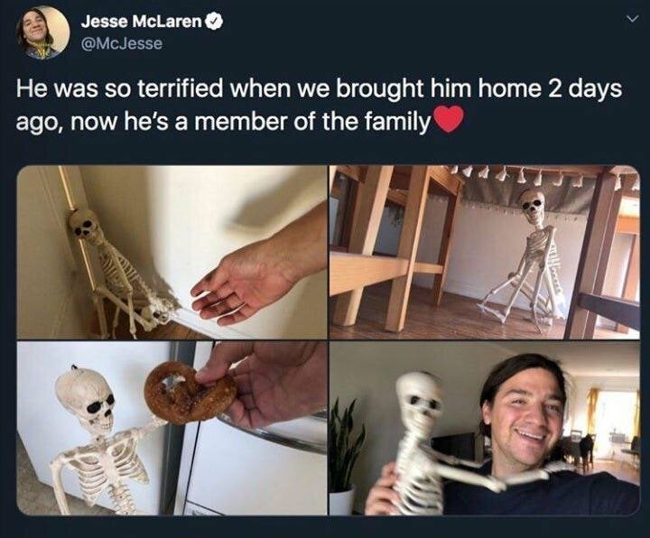 halloween dank memes - Jesse McLaren He was so terrified when we brought him home 2 days ago, now he's a member of the family