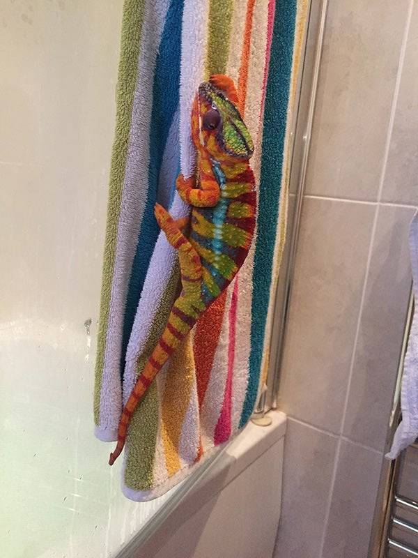 chameleon on colorful towel