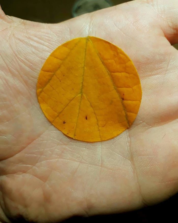 leaf on hand