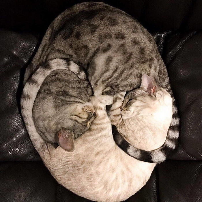 real yin yang cats