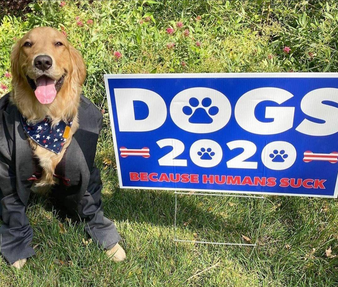 dog - Dogs 2020 Because Humans Suck Utcomel