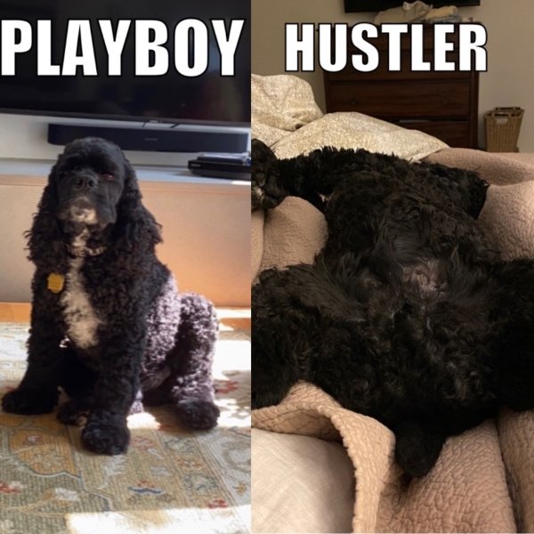 dog - Playboy Hustler