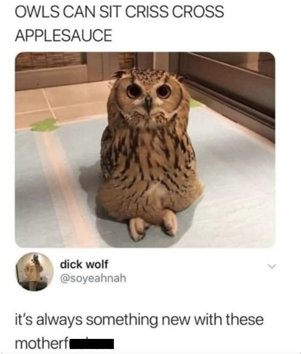 owls can sit criss cross applesauce - Owls Can Sit Criss Cross Applesauce dick wolf it's always something new with these motherf