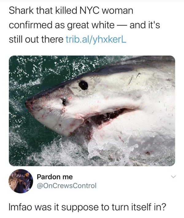 nyc woman killed shark - Shark that killed Nyc woman confirmed as great white and it's still out there trib.alyhxkerL 7 Pardon me Control Imfao was it suppose to turn itself in?