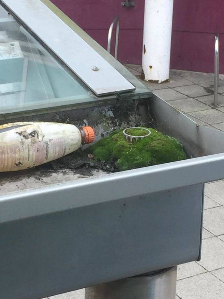 “The moss growing in this bus stop gutter looks like a tiny ancient ruin on top of a hill.”