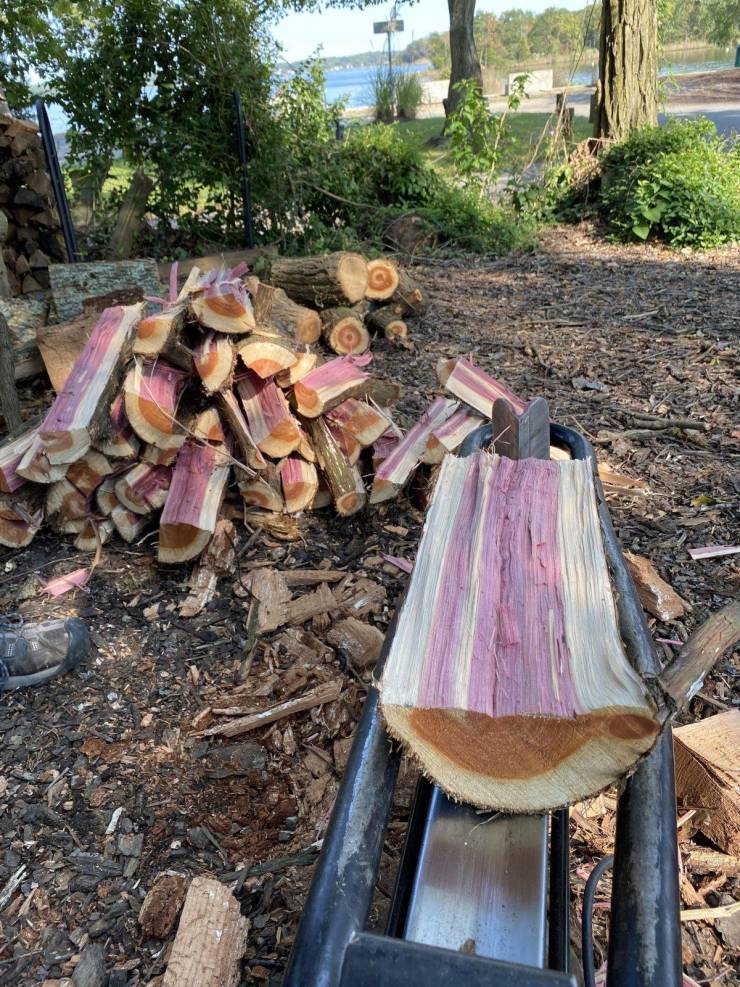 “This cedar wood I was cutting is purple inside.”