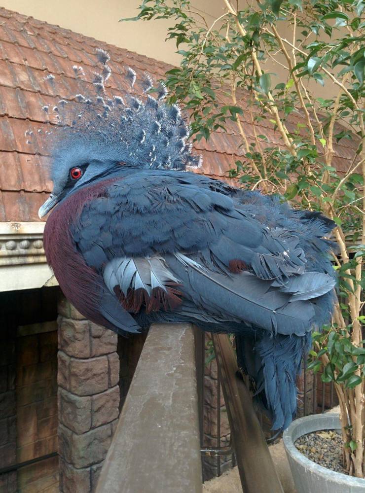 “This bird looks like a peacock snuck into the hen house!”