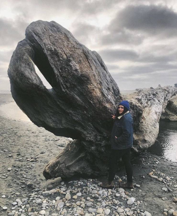 “This giant driftwood in Washington State.”