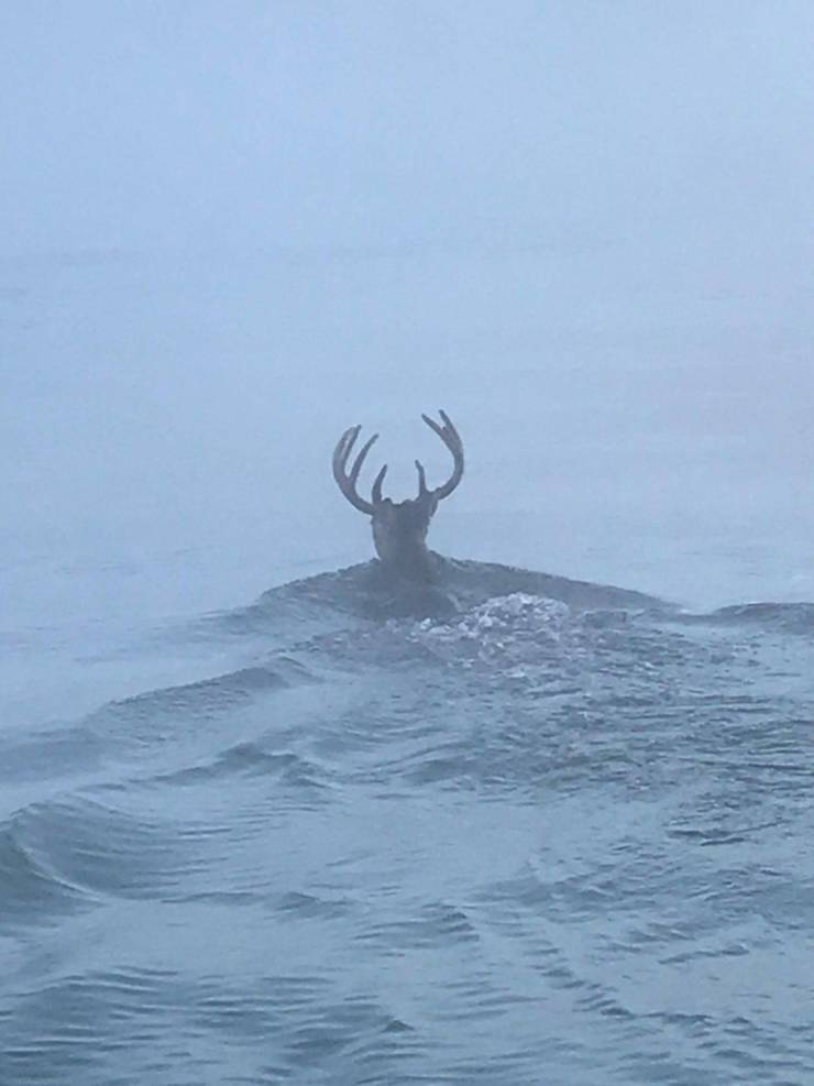 “Saw this big buck crossing the river yesterday morning.”