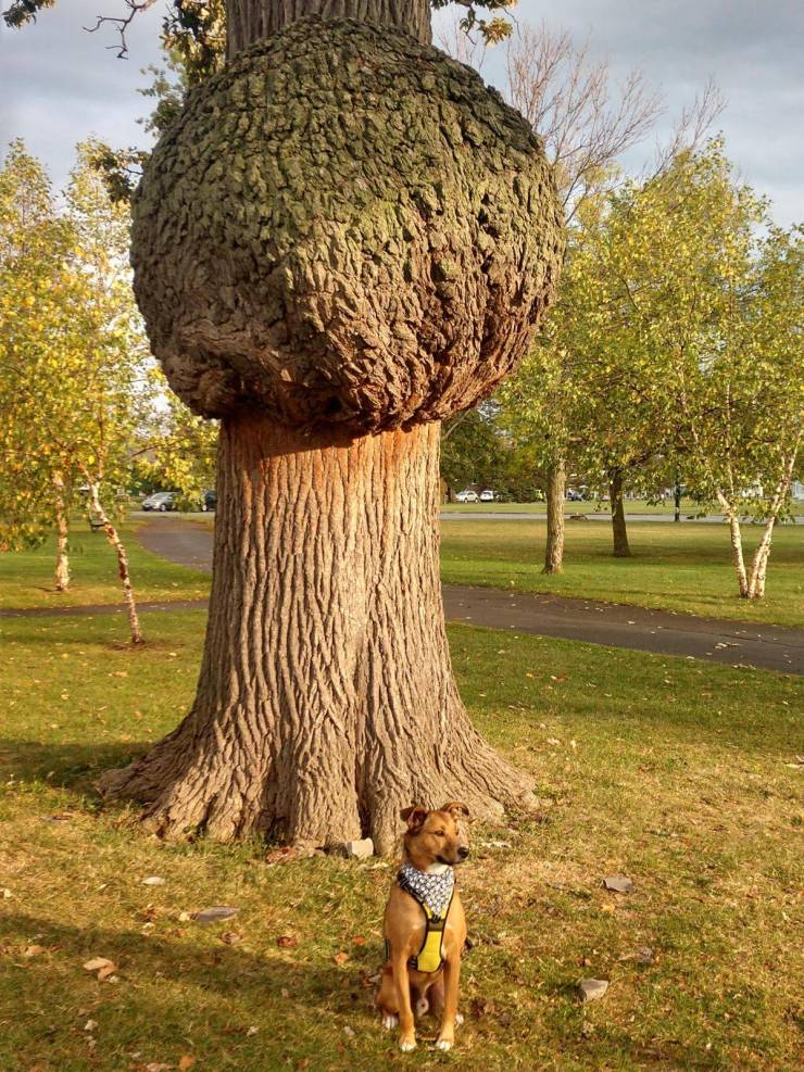 “A large burl growing on a bur oak, my 60lb pup for scale. Buffalo, NY.”