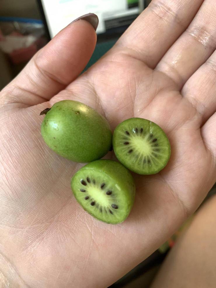 “Kiwi Berries - grape-sized, edible skin, taste like Kiwi!”